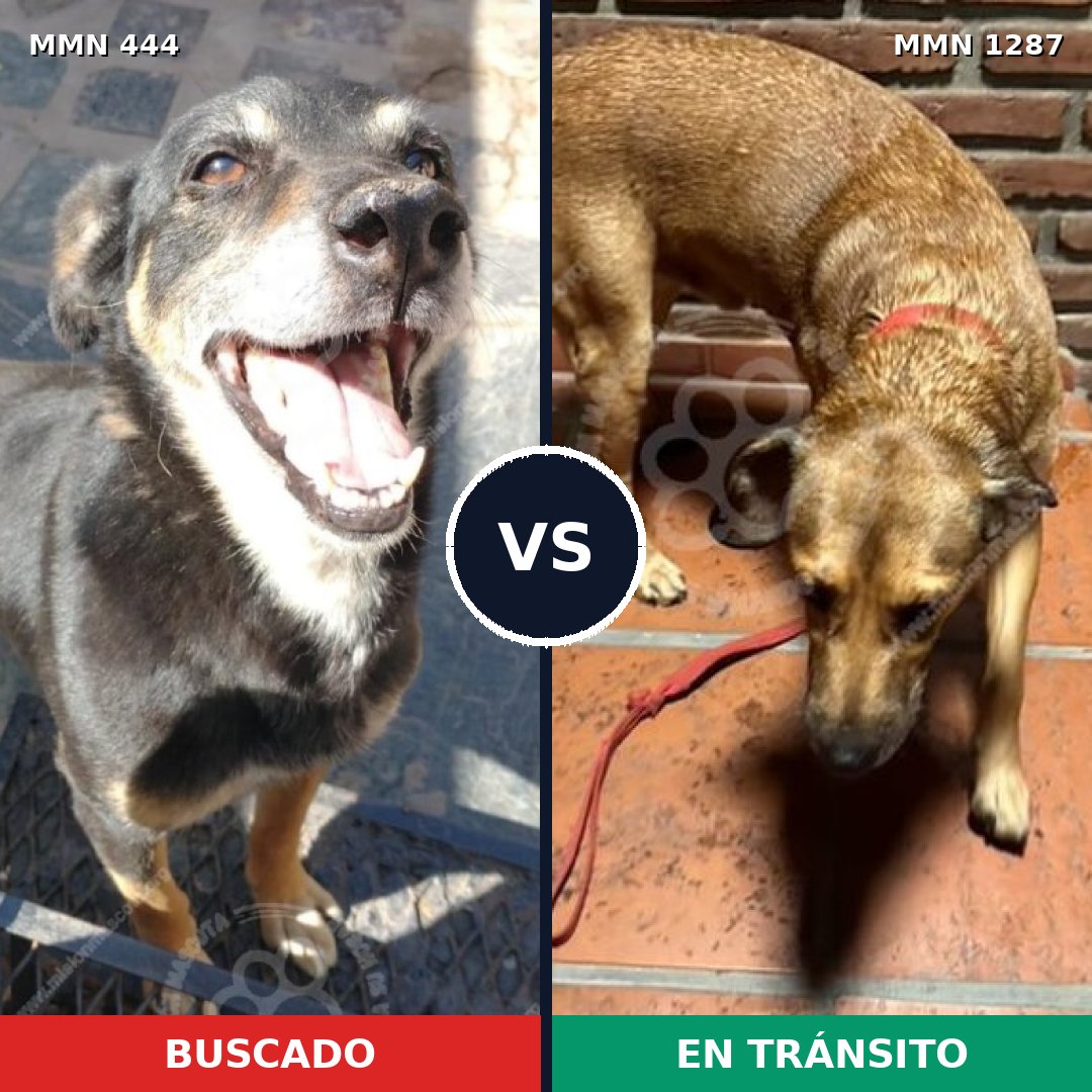 Comparativa MMS 21513: mascota perdida y mascota encontrada, 58% de similitud