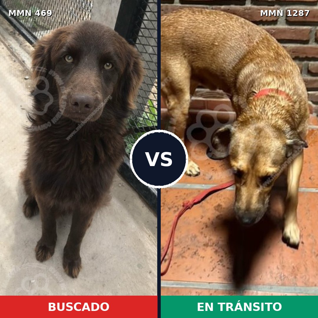 Comparativa MMS 21515: mascota perdida y mascota encontrada, 64% de similitud