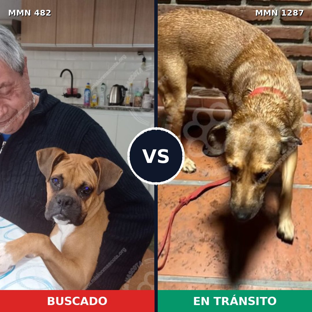 Comparativa MMS 21517: mascota perdida y mascota encontrada, 44% de similitud
