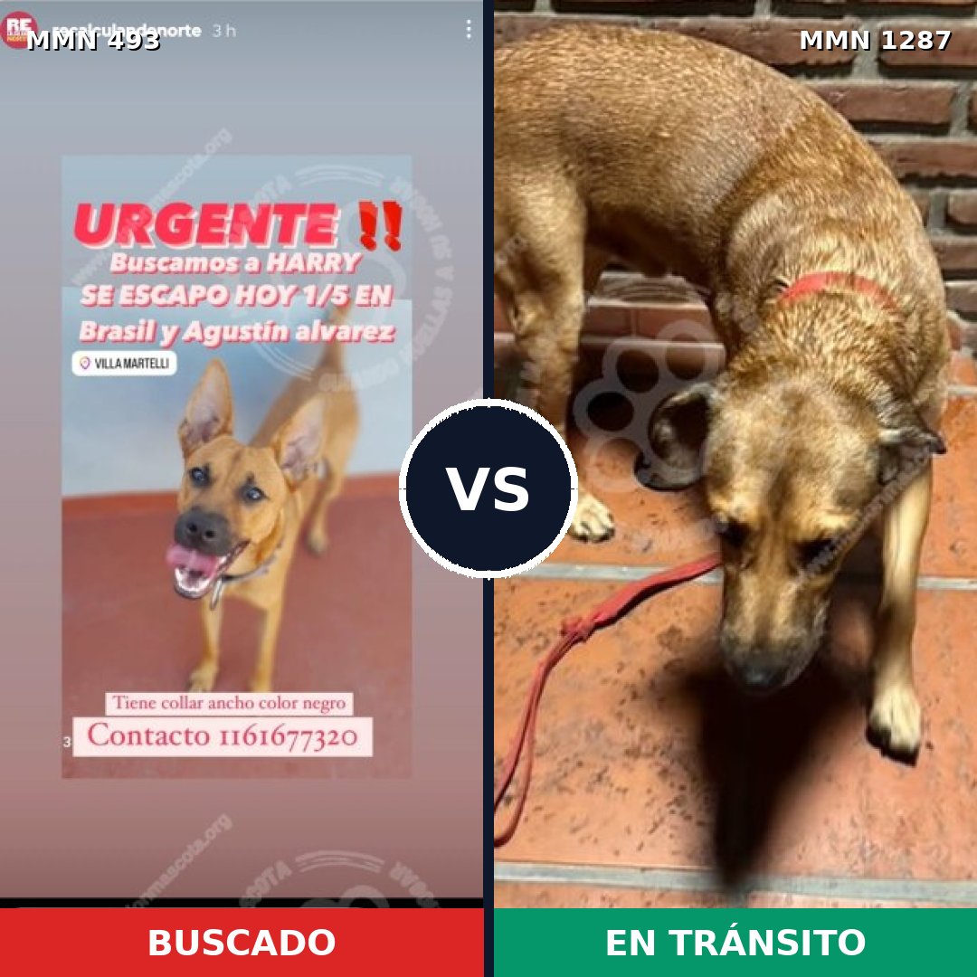 Comparativa MMS 21519: mascota perdida y mascota encontrada, 82% de similitud