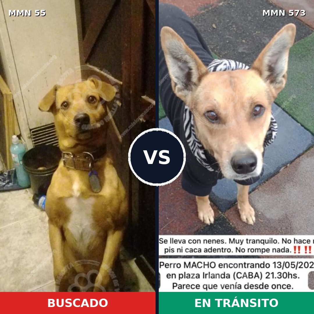 Comparativa MMS 2152: mascota perdida y mascota encontrada, 73% de similitud
