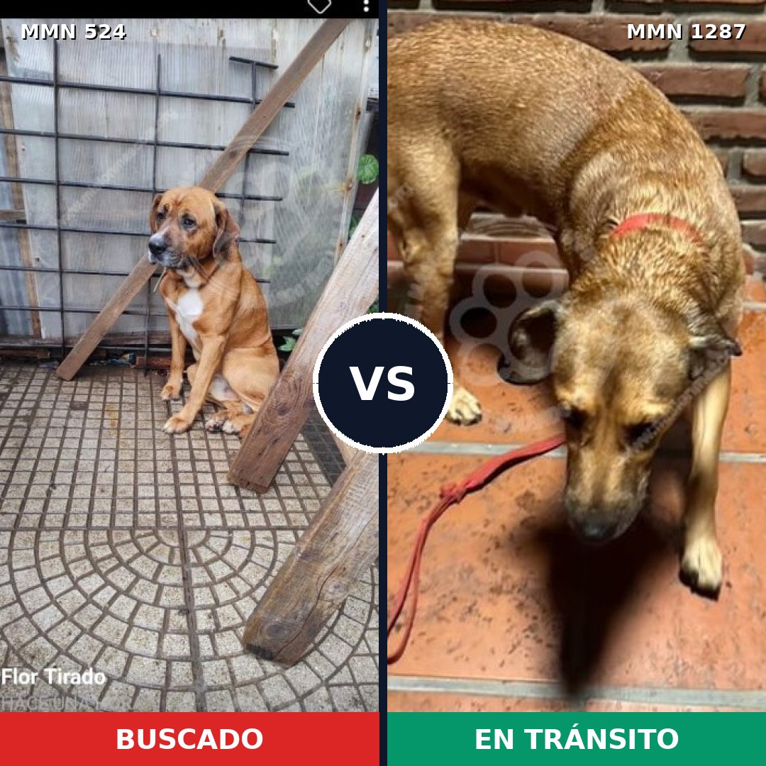 Comparativa MMS 21520: mascota perdida y mascota encontrada, 58% de similitud