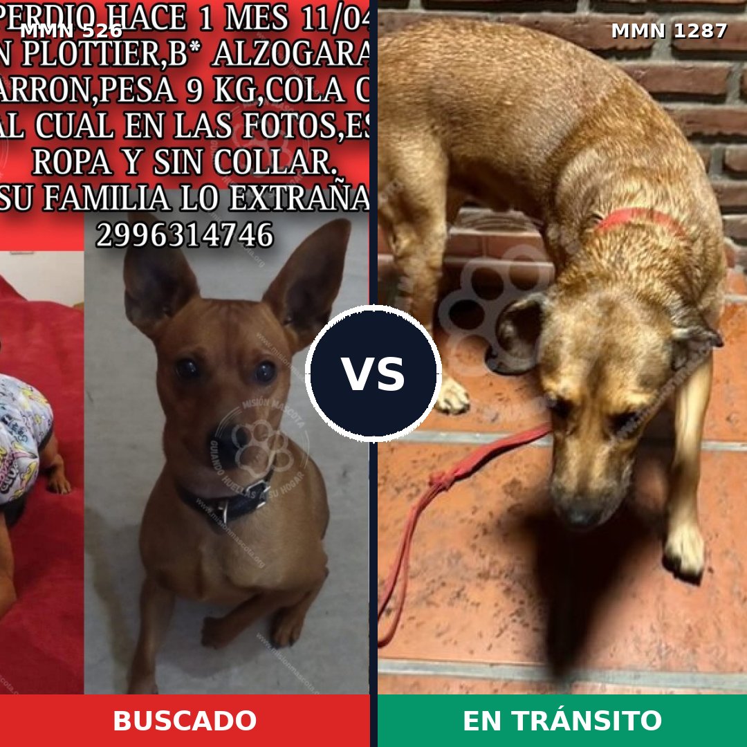Comparativa MMS 21521: mascota perdida y mascota encontrada, 24% de similitud