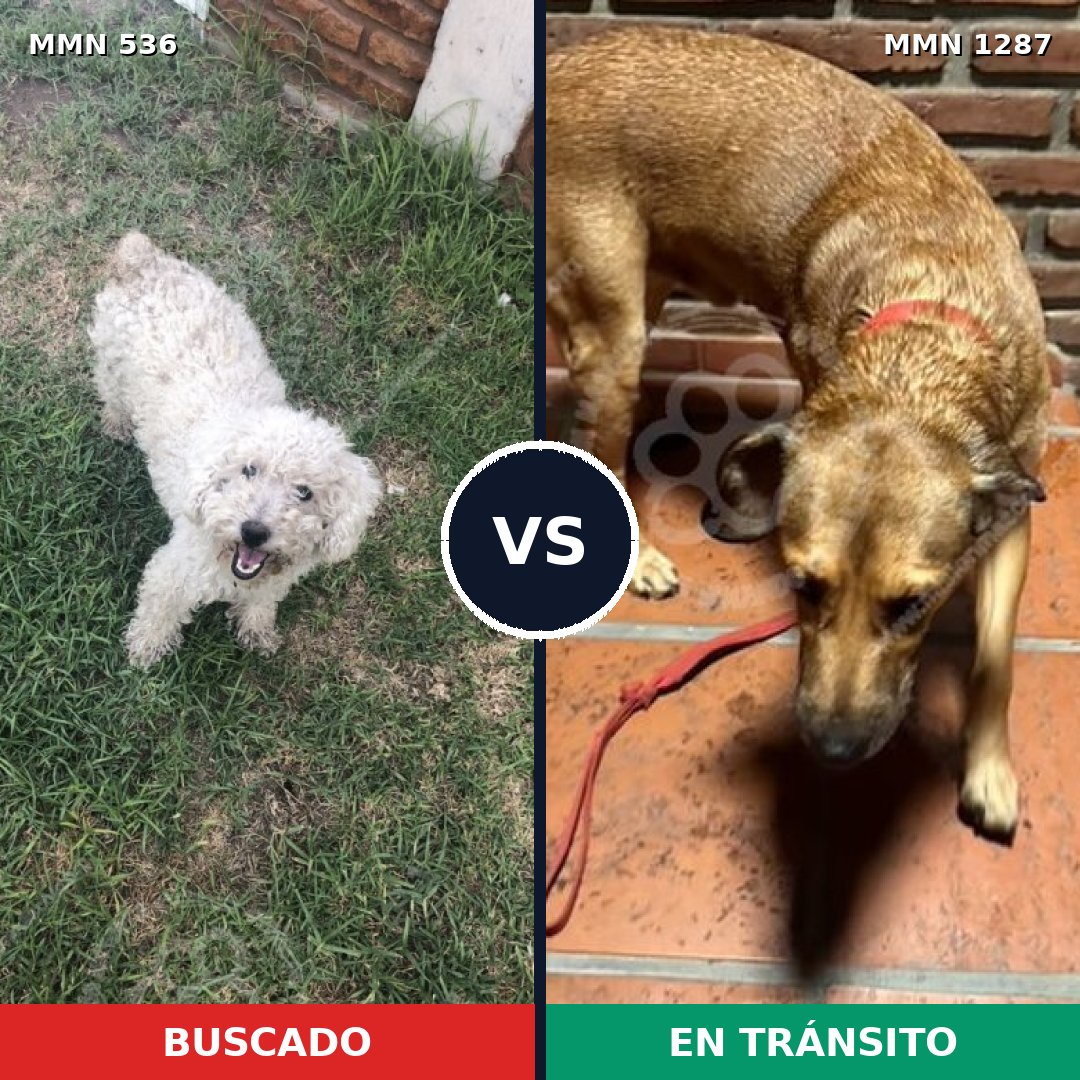 Comparativa MMS 21523: mascota perdida y mascota encontrada, 29% de similitud