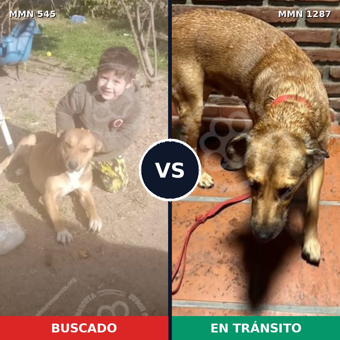 Comparativa MMS 21524: mascota perdida y mascota encontrada, 55% de similitud