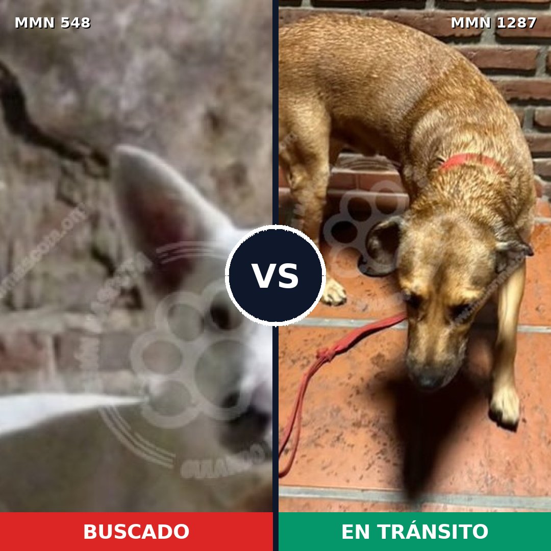Comparativa MMS 21525: mascota perdida y mascota encontrada, 58% de similitud