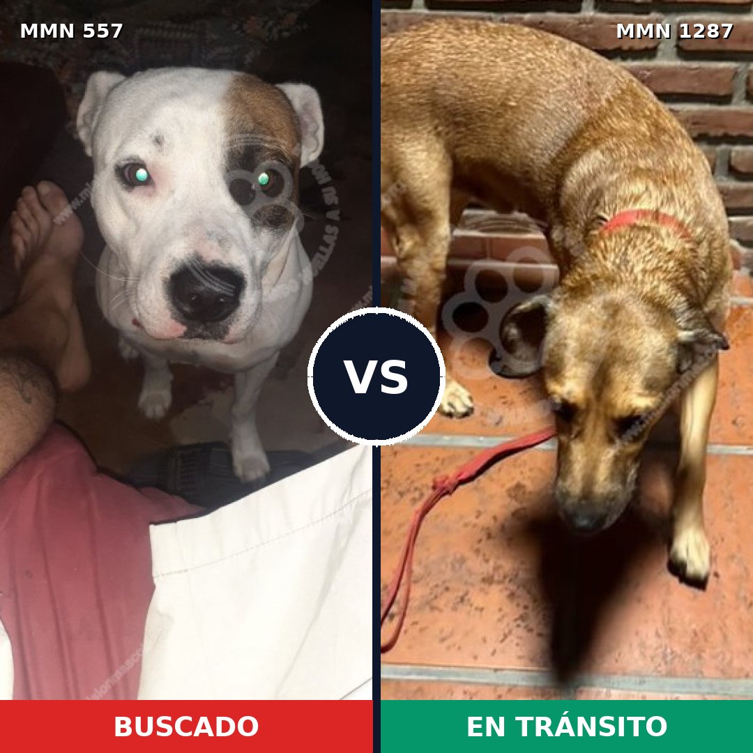 Comparativa MMS 21527: mascota perdida y mascota encontrada, 42% de similitud