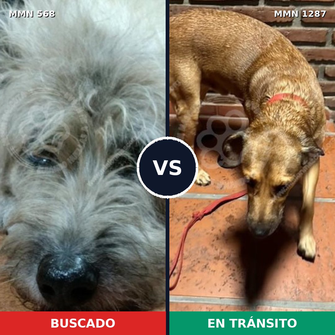 Comparativa MMS 21528: mascota perdida y mascota encontrada, 65% de similitud