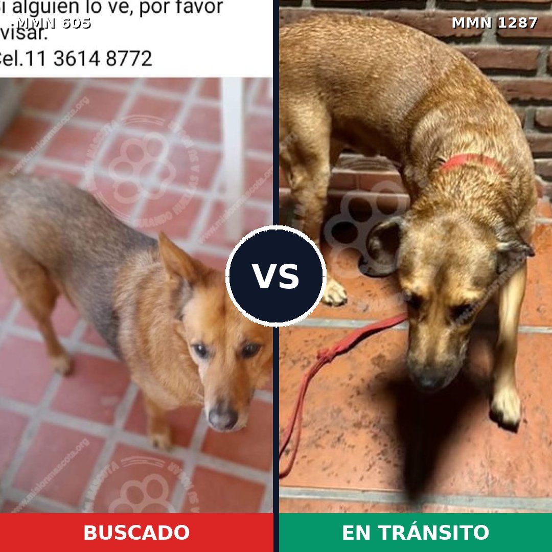 Comparativa MMS 21530: mascota perdida y mascota encontrada, 77% de similitud
