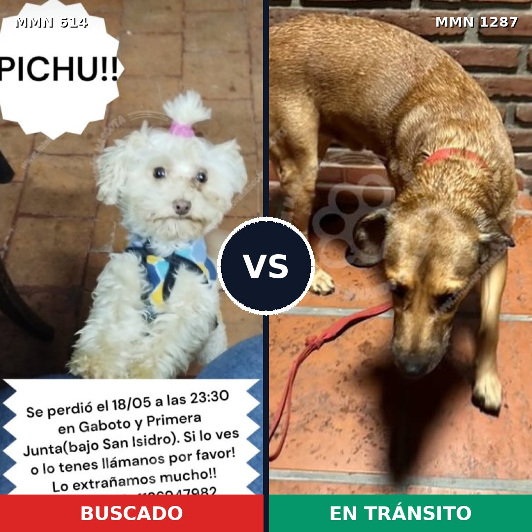 Comparativa MMS 21533: mascota perdida y mascota encontrada, 22% de similitud
