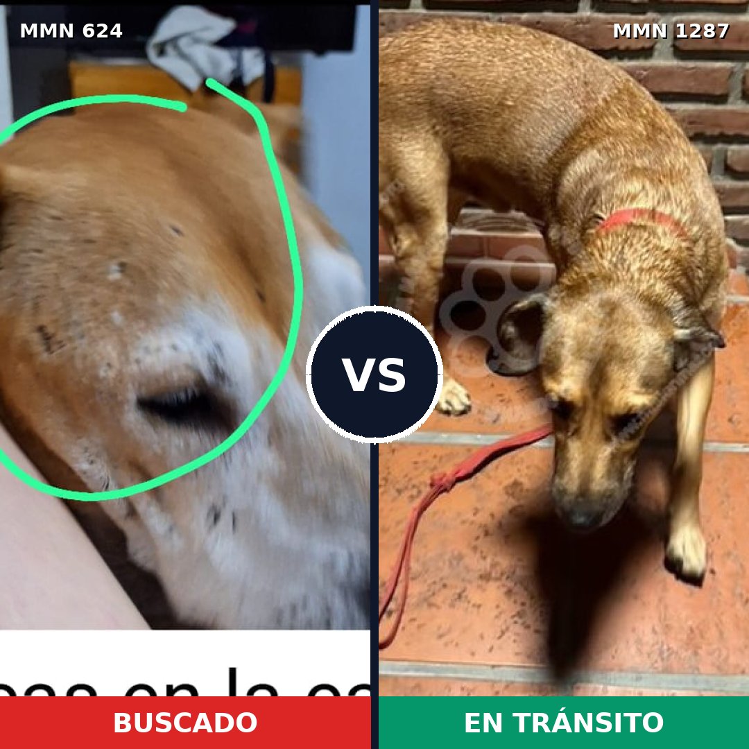 Comparativa MMS 21534: mascota perdida y mascota encontrada, 36% de similitud