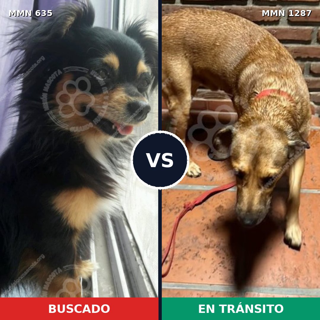 Comparativa MMS 21536: mascota perdida y mascota encontrada, 21% de similitud