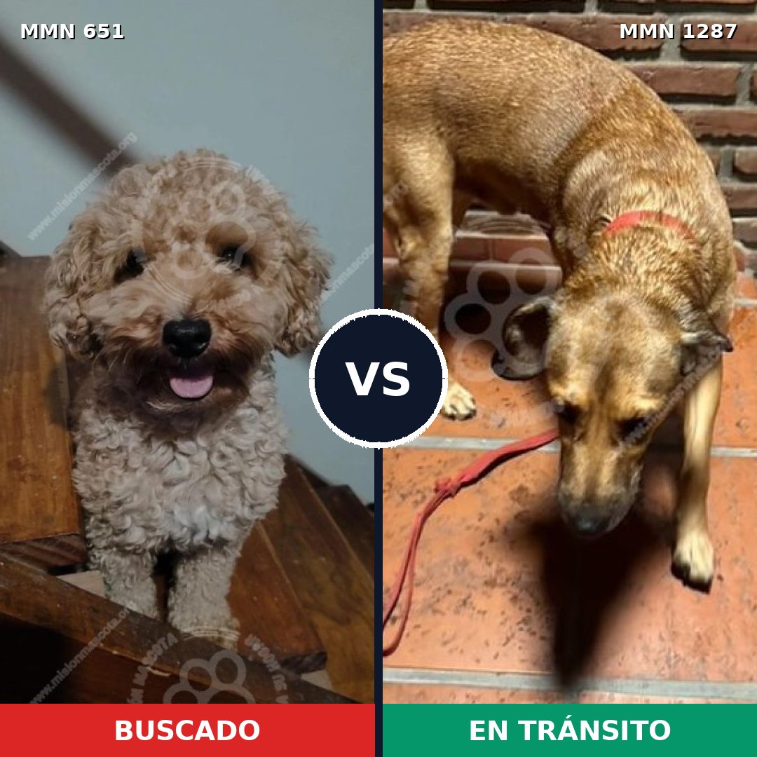 Comparativa MMS 21539: mascota perdida y mascota encontrada, 25% de similitud