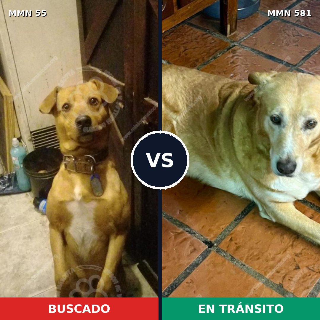 Comparativa MMS 2154: mascota perdida y mascota encontrada, 66% de similitud