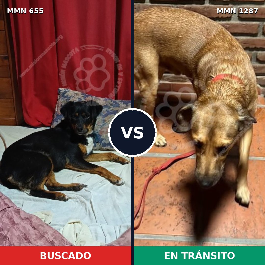 Comparativa MMS 21541: mascota perdida y mascota encontrada, 44% de similitud