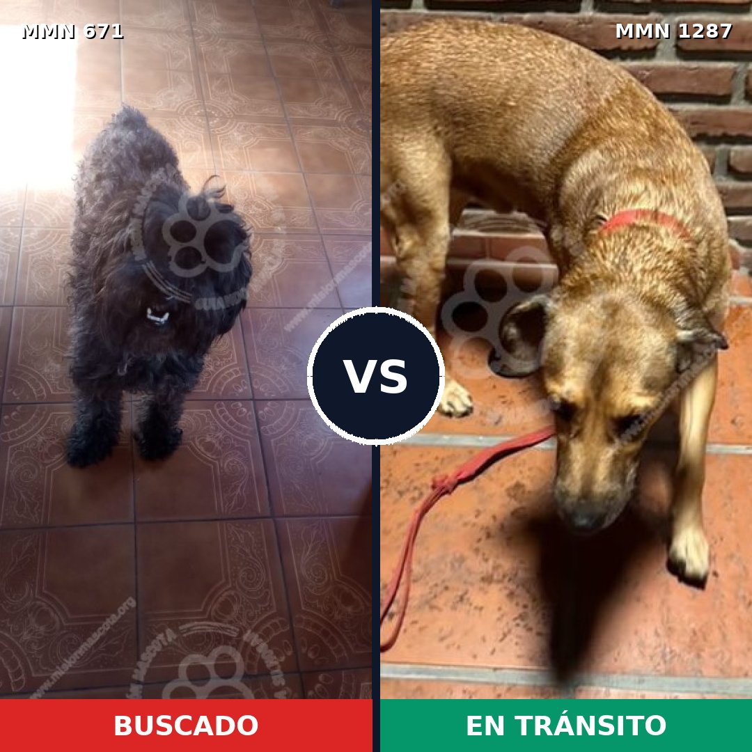 Comparativa MMS 21542: mascota perdida y mascota encontrada, 39% de similitud
