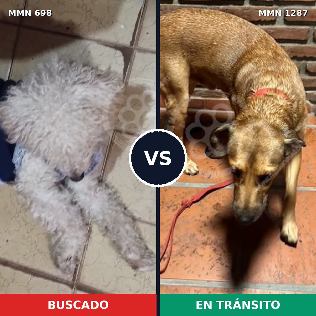 Comparativa MMS 21544: mascota perdida y mascota encontrada, 33% de similitud