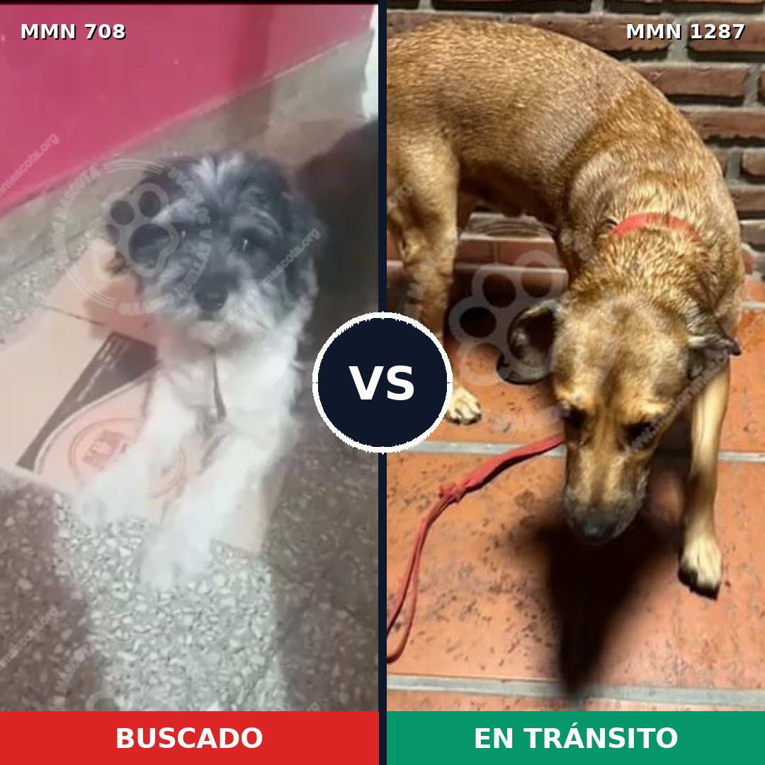 Comparativa MMS 21545: mascota perdida y mascota encontrada, 32% de similitud