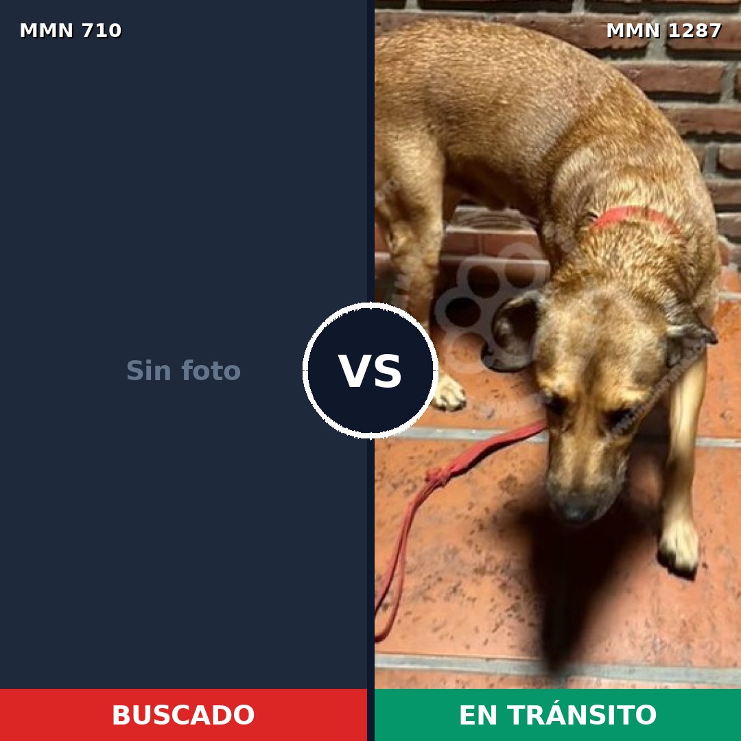 Comparativa MMS 21546: mascota perdida y mascota encontrada, 38% de similitud