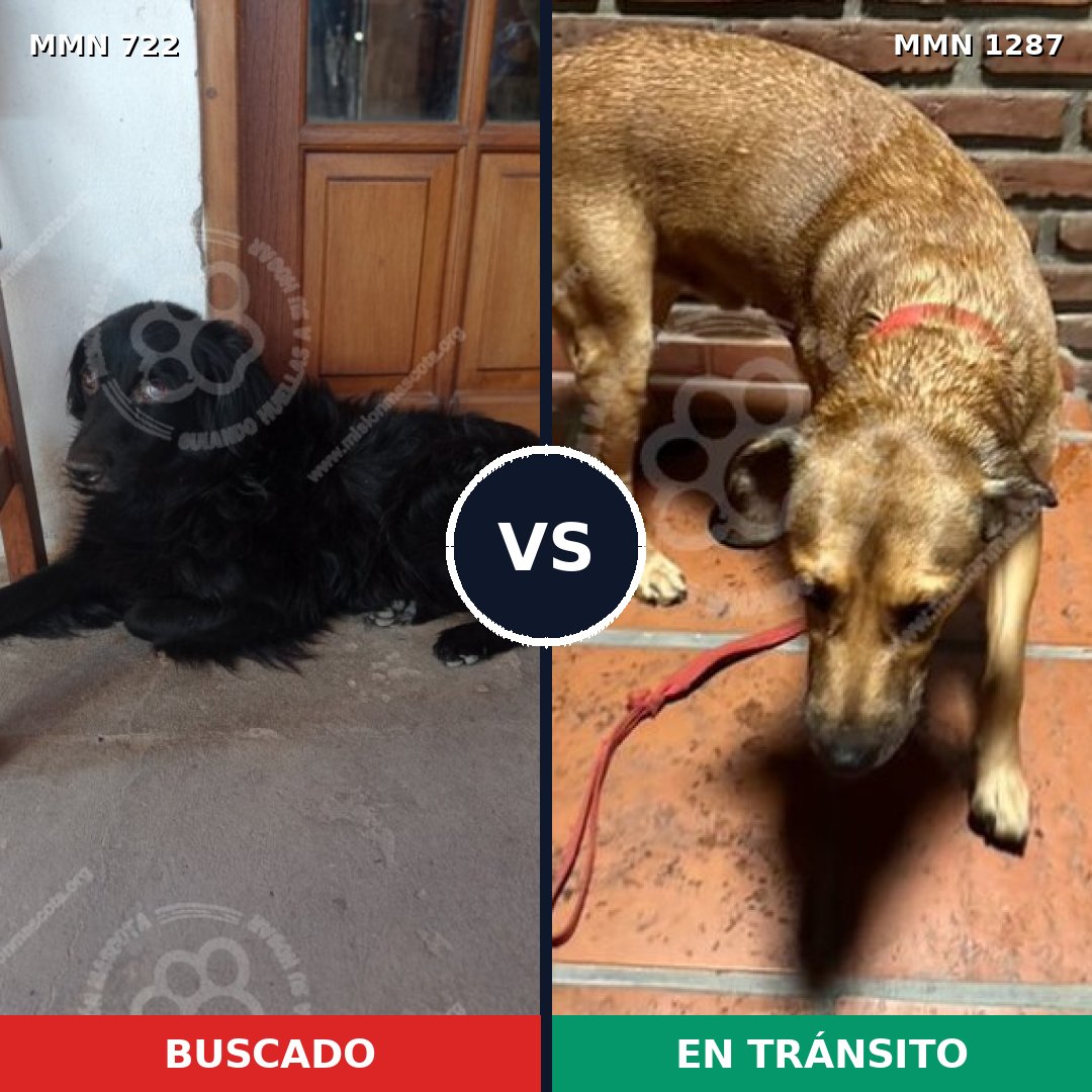 Comparativa MMS 21547: mascota perdida y mascota encontrada, 41% de similitud