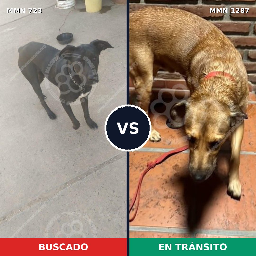 Comparativa MMS 21548: mascota perdida y mascota encontrada, 53% de similitud