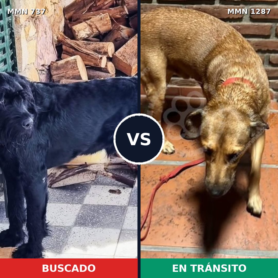 Comparativa MMS 21549: mascota perdida y mascota encontrada, 23% de similitud