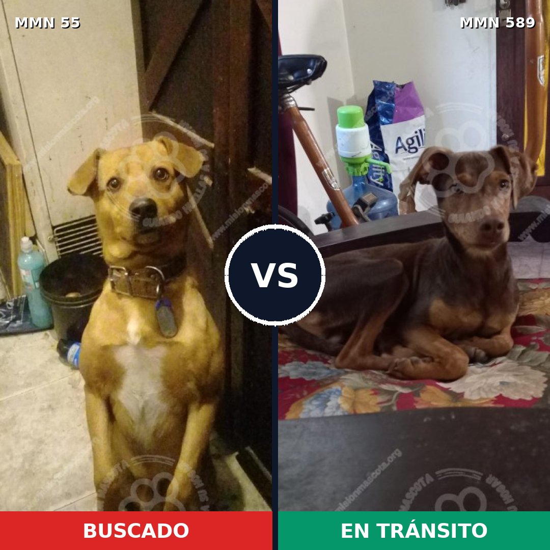 Comparativa MMS 2155: mascota perdida y mascota encontrada, 52% de similitud