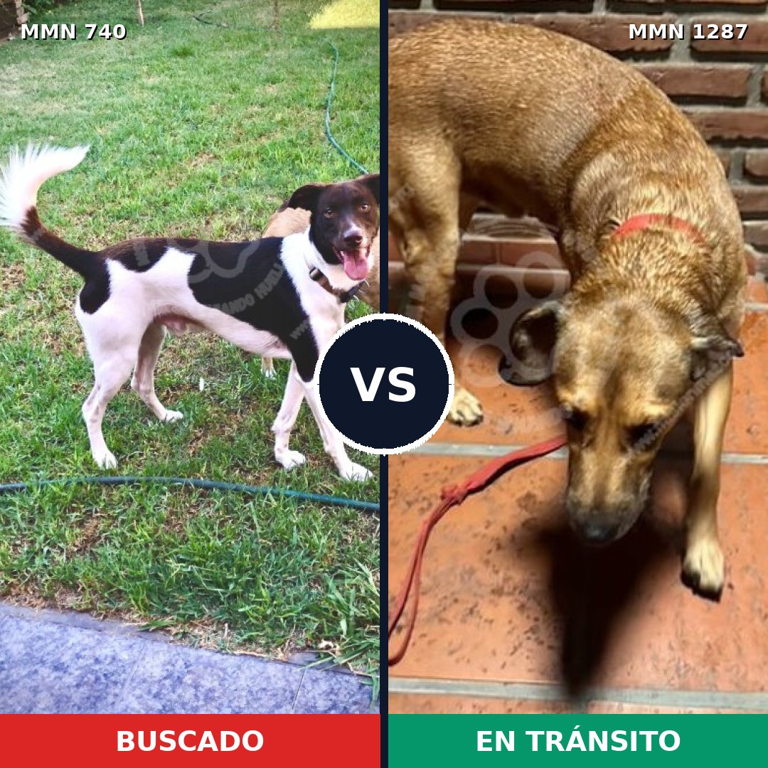 Comparativa MMS 21550: mascota perdida y mascota encontrada, 64% de similitud