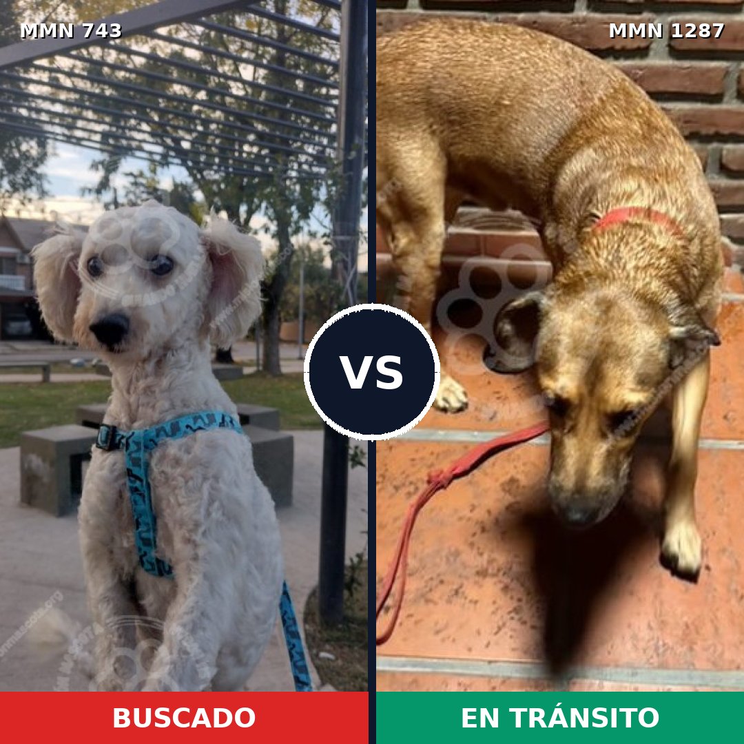 Comparativa MMS 21551: mascota perdida y mascota encontrada, 43% de similitud