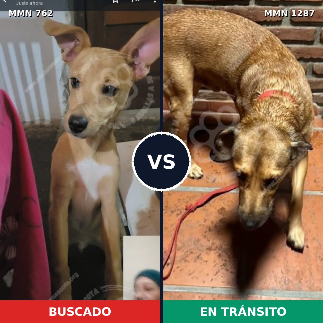Comparativa MMS 21553: mascota perdida y mascota encontrada, 79% de similitud