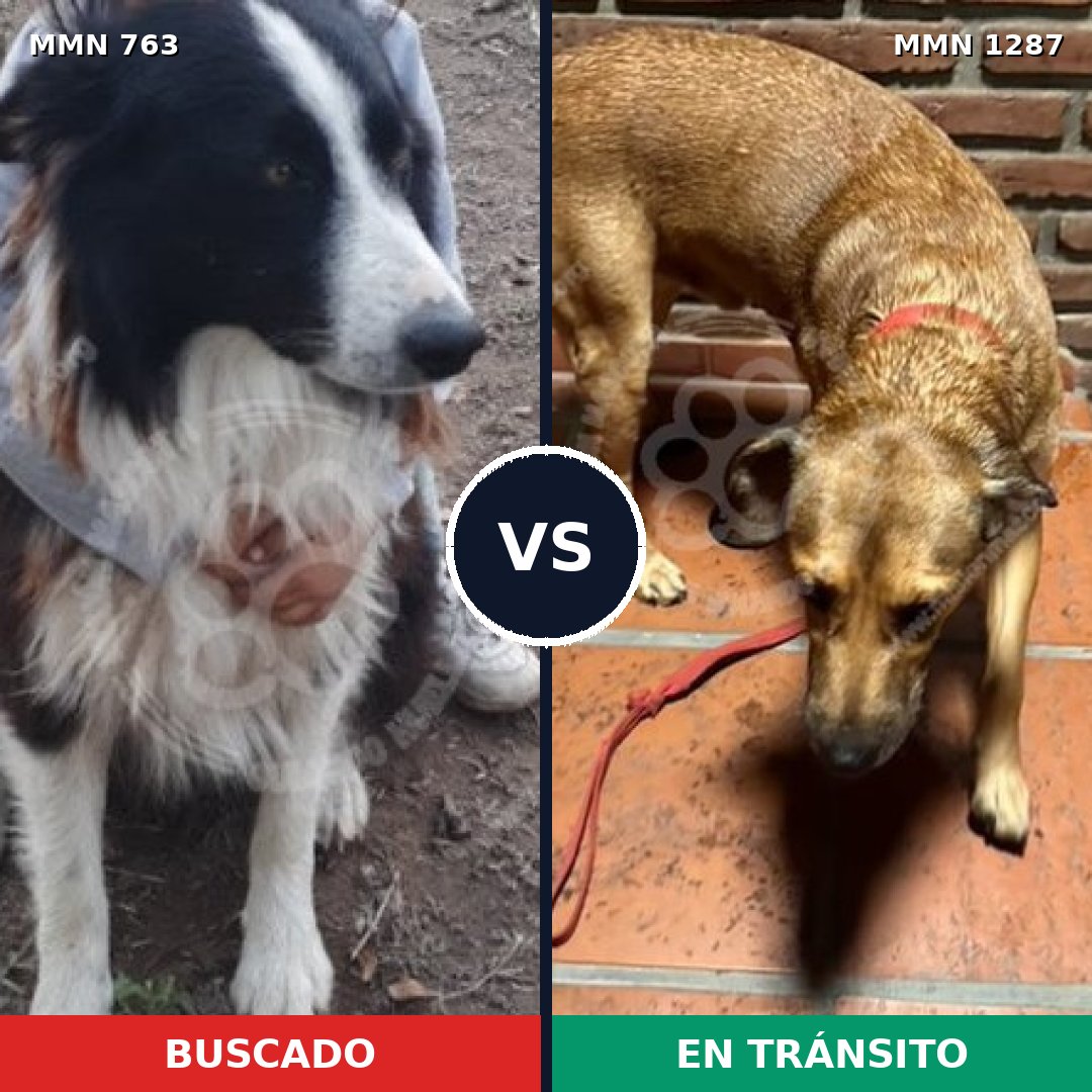 Comparativa MMS 21554: mascota perdida y mascota encontrada, 40% de similitud
