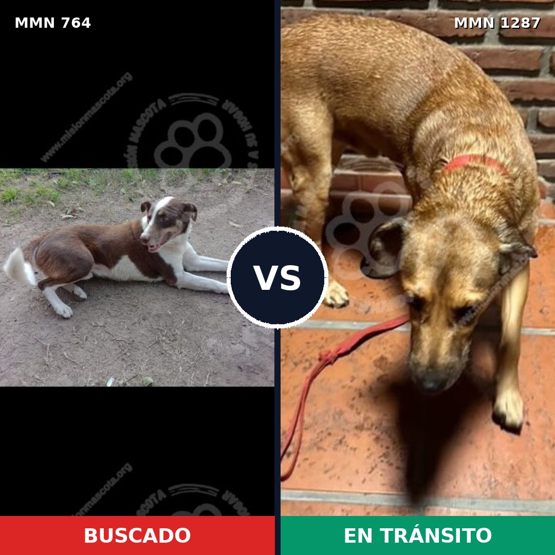 Comparativa MMS 21555: mascota perdida y mascota encontrada, 32% de similitud