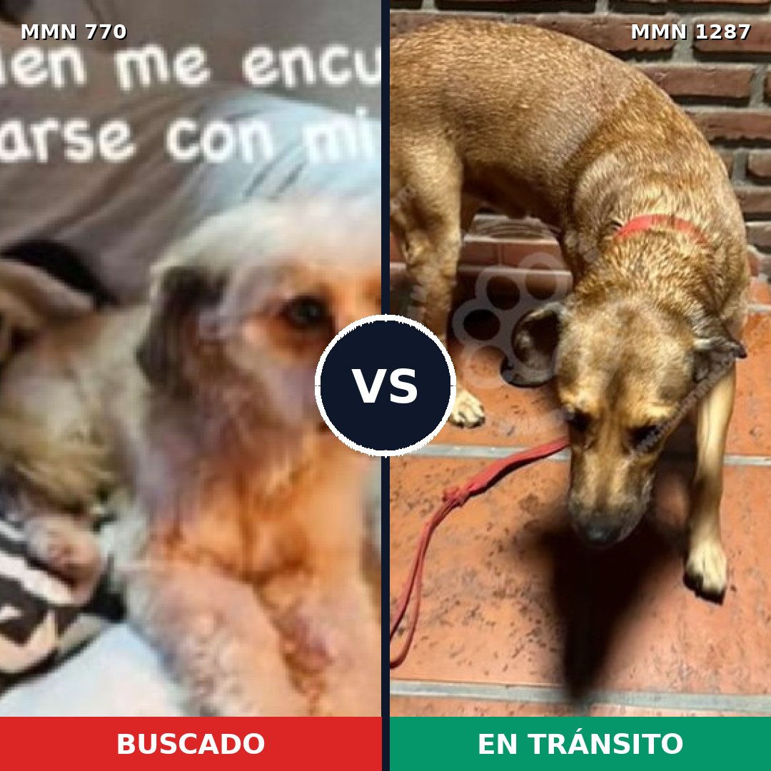 Comparativa MMS 21558: mascota perdida y mascota encontrada, 63% de similitud
