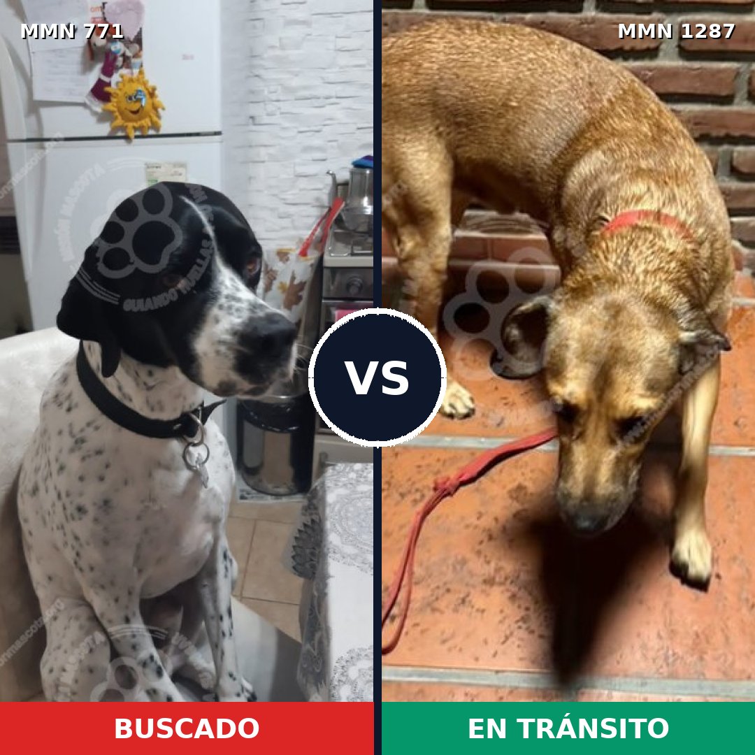 Comparativa MMS 21559: mascota perdida y mascota encontrada, 35% de similitud