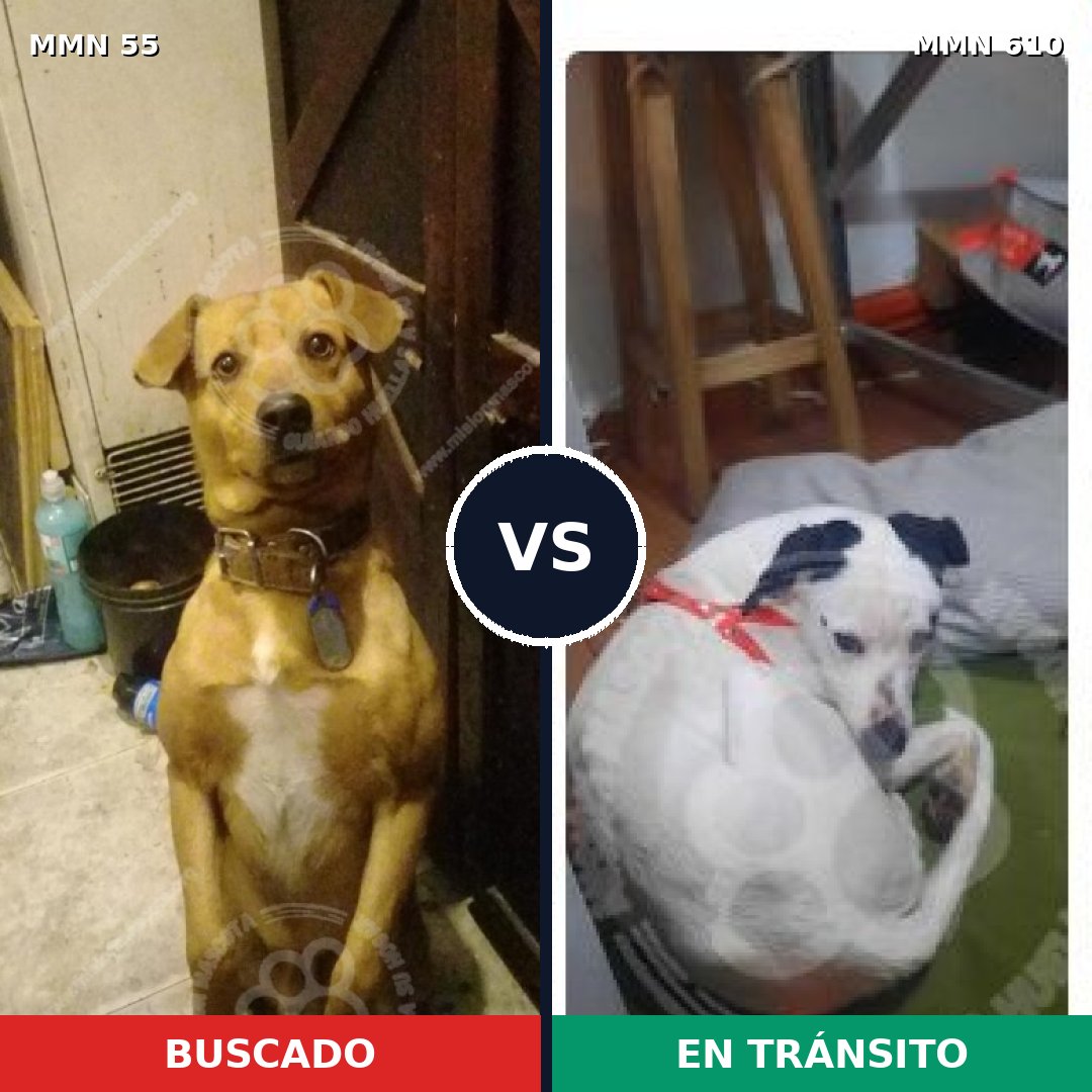 Comparativa MMS 2156: mascota perdida y mascota encontrada, 75% de similitud