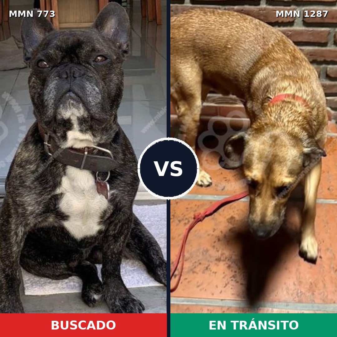 Comparativa MMS 21560: mascota perdida y mascota encontrada, 40% de similitud