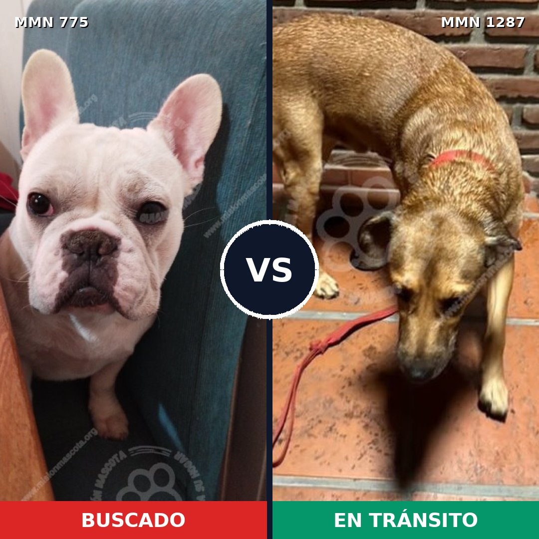 Comparativa MMS 21561: mascota perdida y mascota encontrada, 41% de similitud