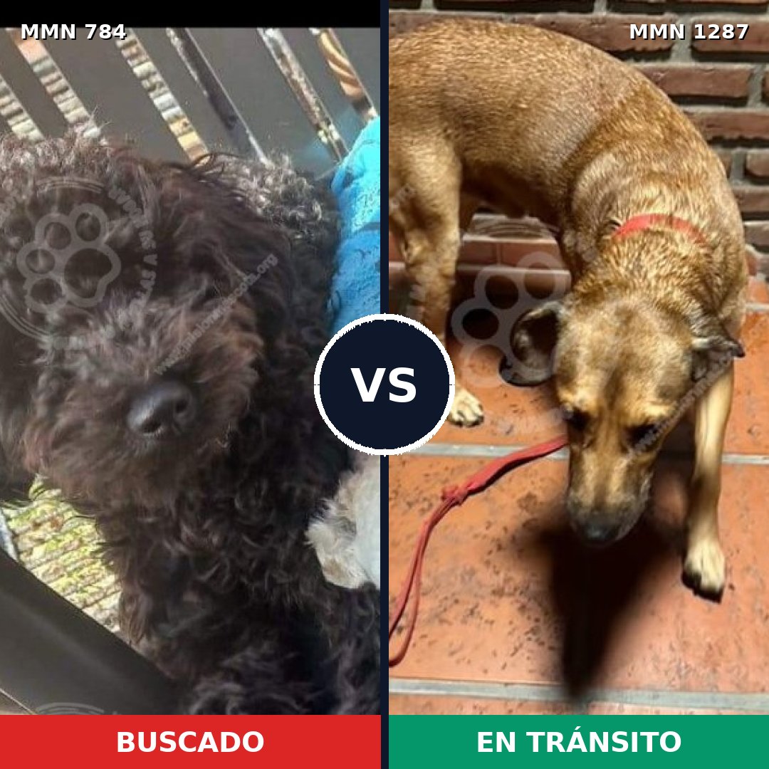 Comparativa MMS 21563: mascota perdida y mascota encontrada, 32% de similitud