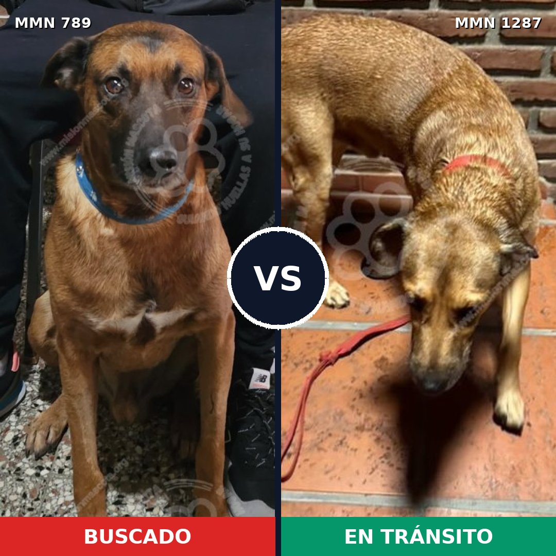 Comparativa MMS 21564: mascota perdida y mascota encontrada, 61% de similitud