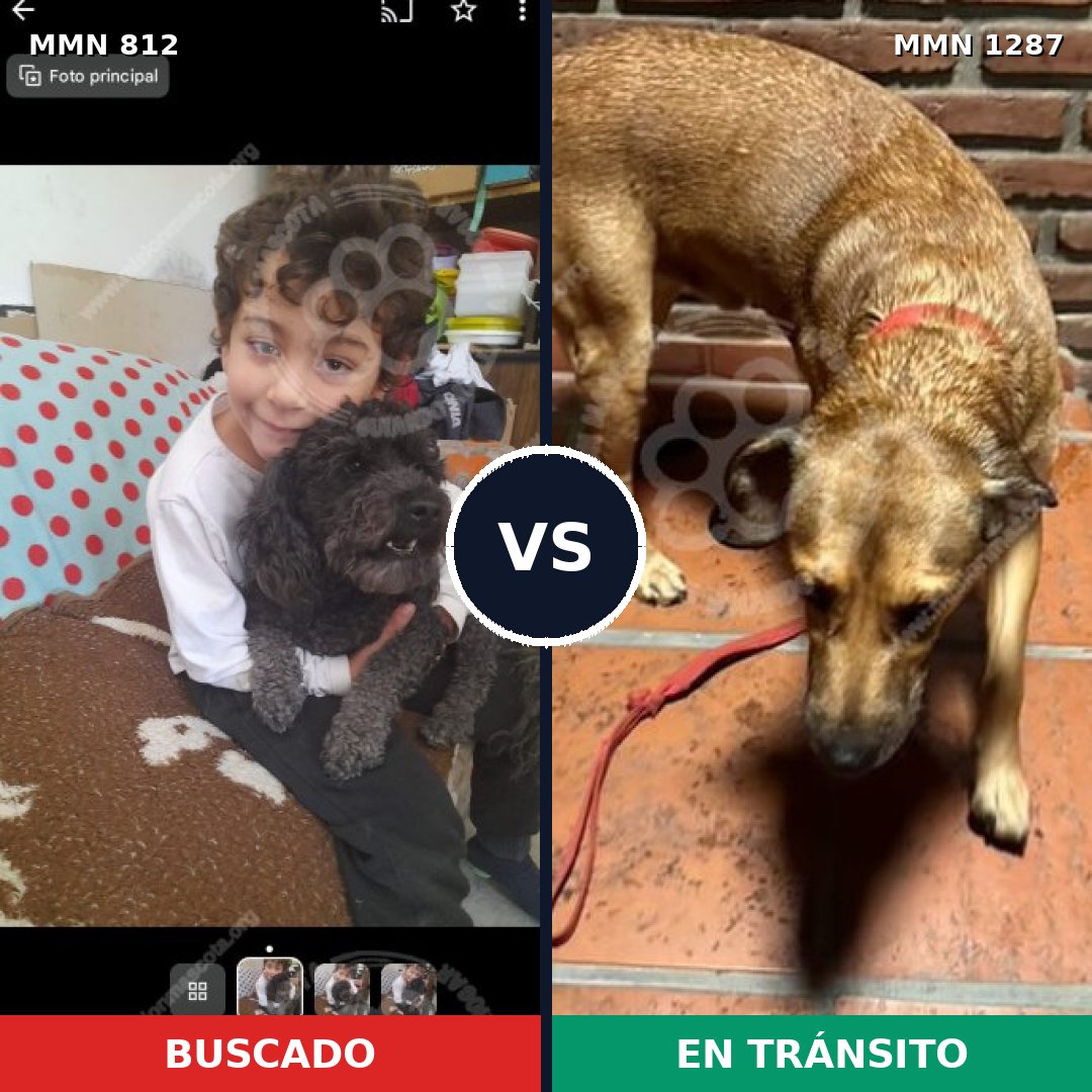 Comparativa MMS 21565: mascota perdida y mascota encontrada, 25% de similitud