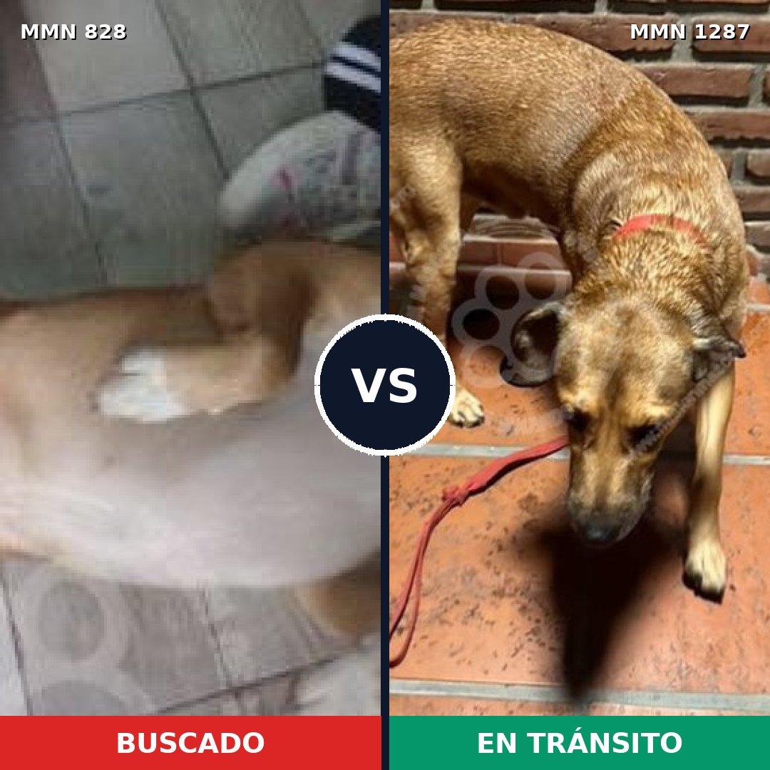 Comparativa MMS 21567: mascota perdida y mascota encontrada, 77% de similitud