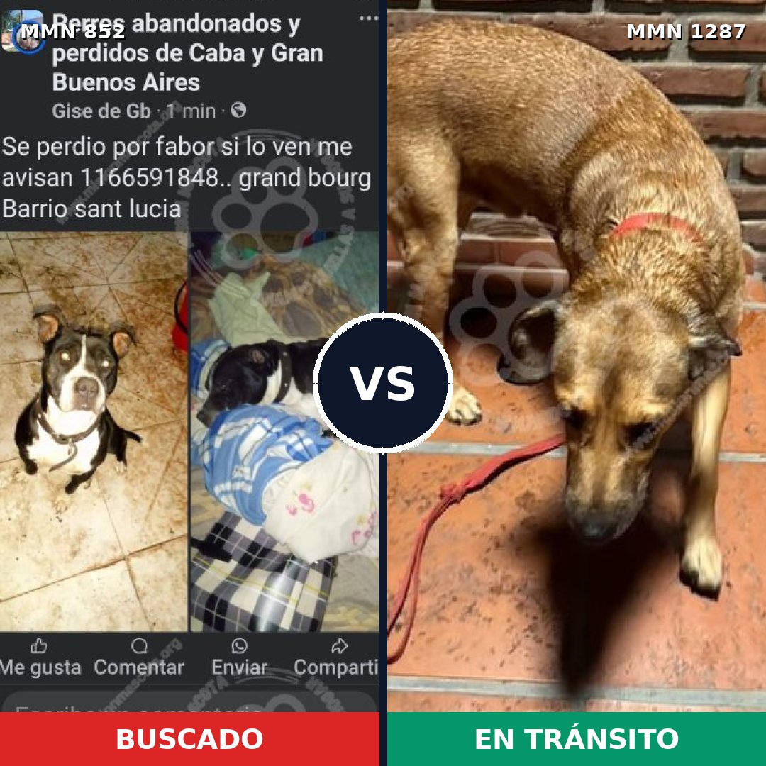 Comparativa MMS 21570: mascota perdida y mascota encontrada, 39% de similitud