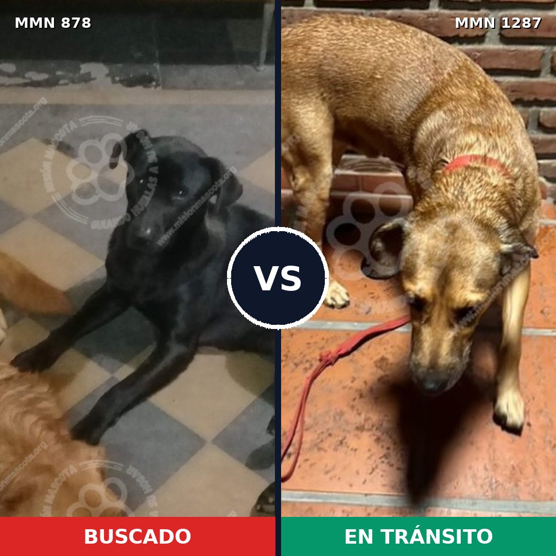 Comparativa MMS 21573: mascota perdida y mascota encontrada, 44% de similitud