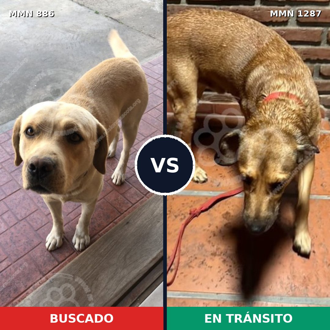 Comparativa MMS 21574: mascota perdida y mascota encontrada, 46% de similitud