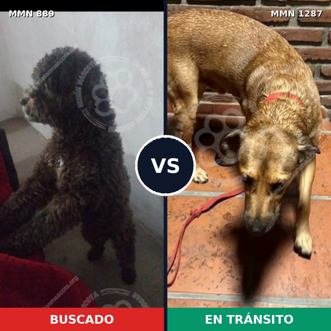 Comparativa MMS 21575: mascota perdida y mascota encontrada, 46% de similitud