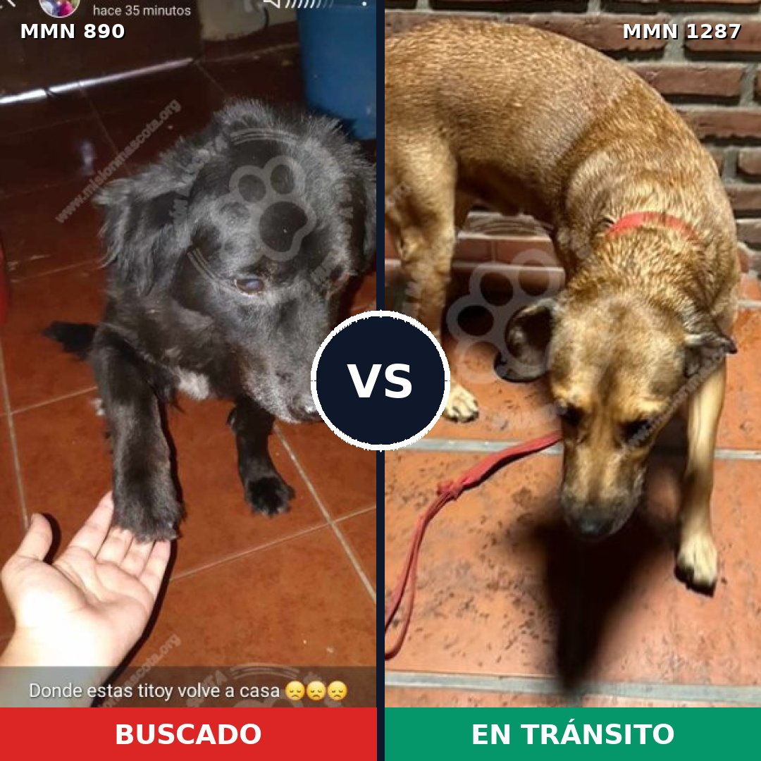 Comparativa MMS 21576: mascota perdida y mascota encontrada, 31% de similitud