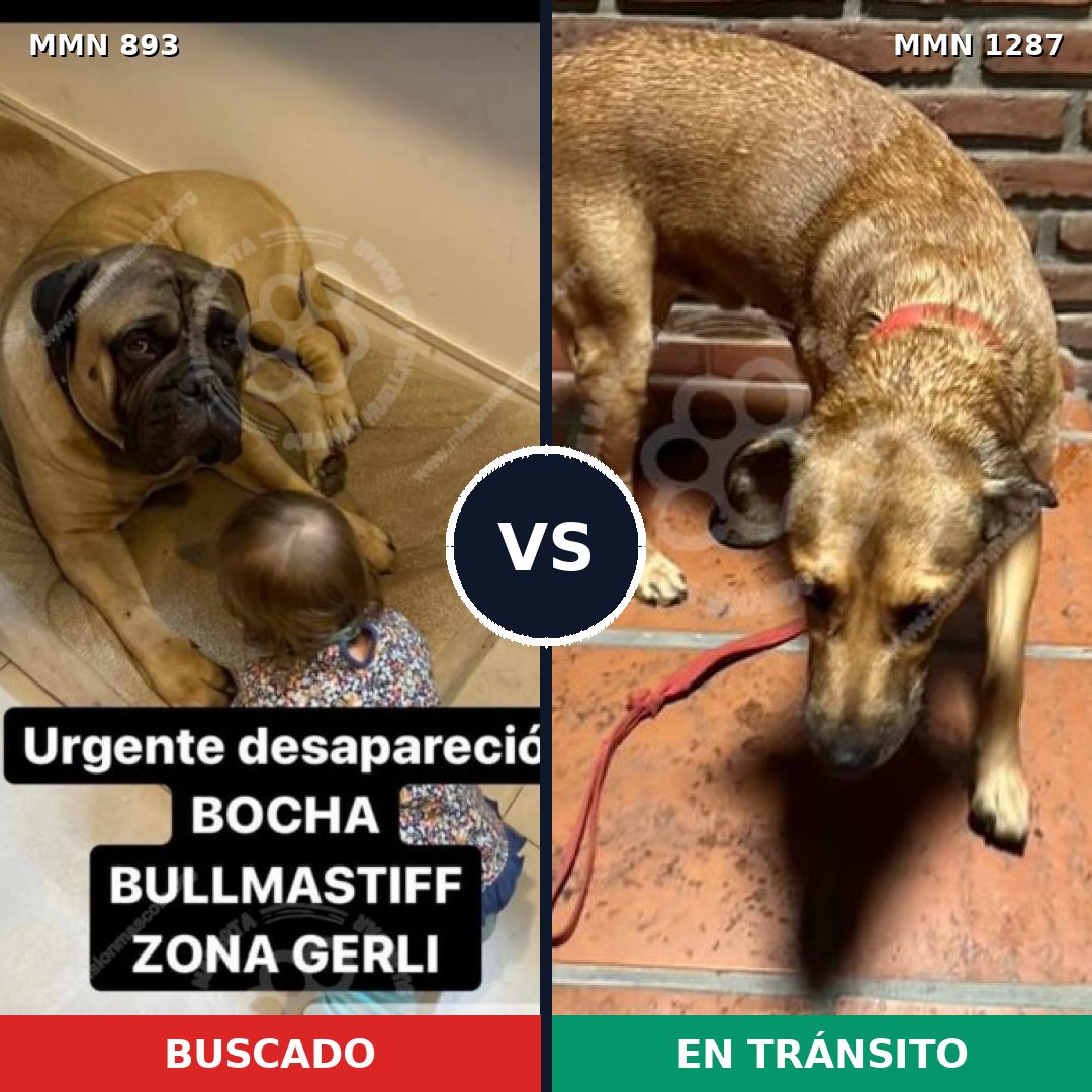 Comparativa MMS 21577: mascota perdida y mascota encontrada, 29% de similitud