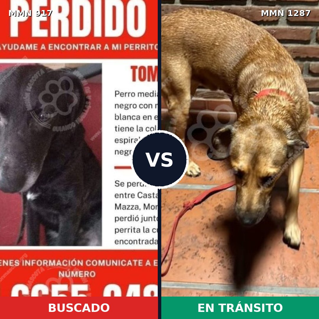Comparativa MMS 21580: mascota perdida y mascota encontrada, 46% de similitud