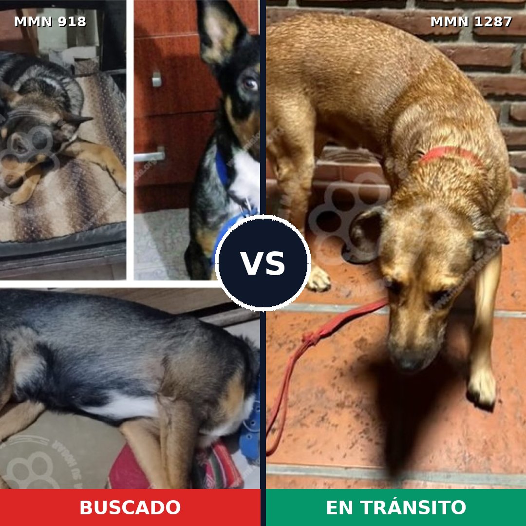 Comparativa MMS 21581: mascota perdida y mascota encontrada, 43% de similitud