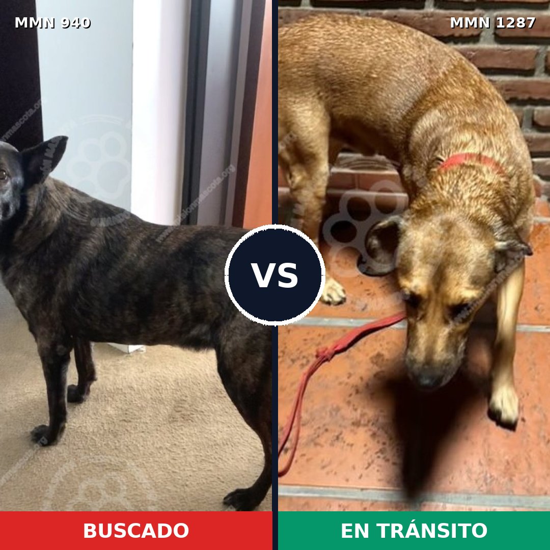 Comparativa MMS 21583: mascota perdida y mascota encontrada, 54% de similitud